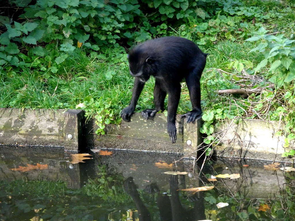 Celebes Crested Macaque at the Asian Swamp at the Asia area at the Diergaarde Blijdorp zoo