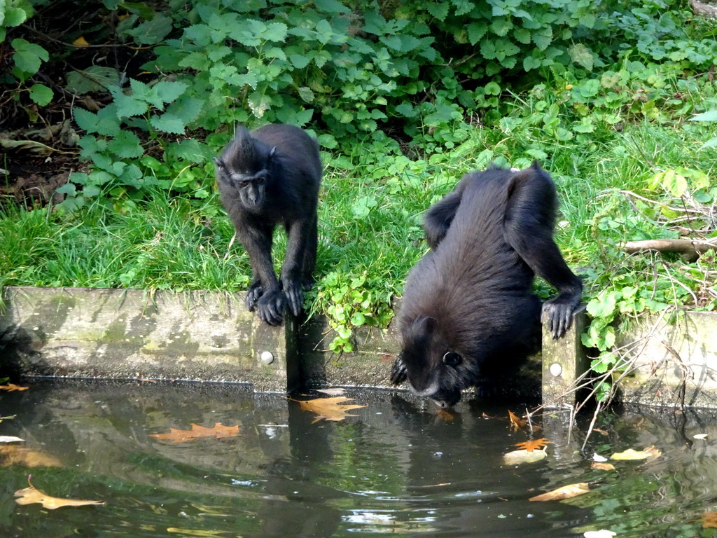 Celebes Crested Macaques at the Asian Swamp at the Asia area at the Diergaarde Blijdorp zoo