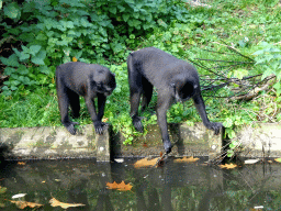 Celebes Crested Macaques at the Asian Swamp at the Asia area at the Diergaarde Blijdorp zoo