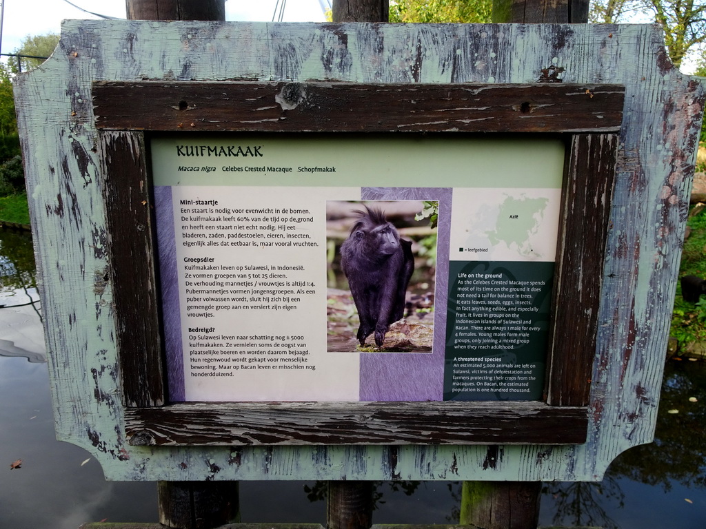 Explanation on the Celebes Crested Macaque at the Asian Swamp at the Asia area at the Diergaarde Blijdorp zoo