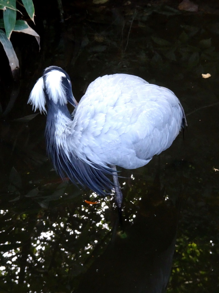 Demoiselle Crane at the Asian Swamp at the Asia area at the Diergaarde Blijdorp zoo