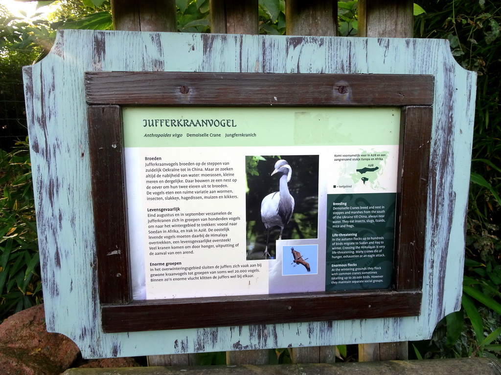 Explanation on the Demoiselle Crane at the Asian Swamp at the Asia area at the Diergaarde Blijdorp zoo