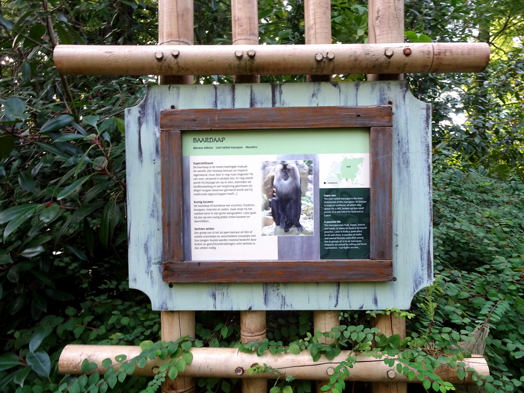 Explanation on the Lion-tailed Macaque at the Asia area at the Diergaarde Blijdorp zoo