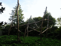 Area of the Lion-tailed Macaques at the Asia area at the Diergaarde Blijdorp zoo