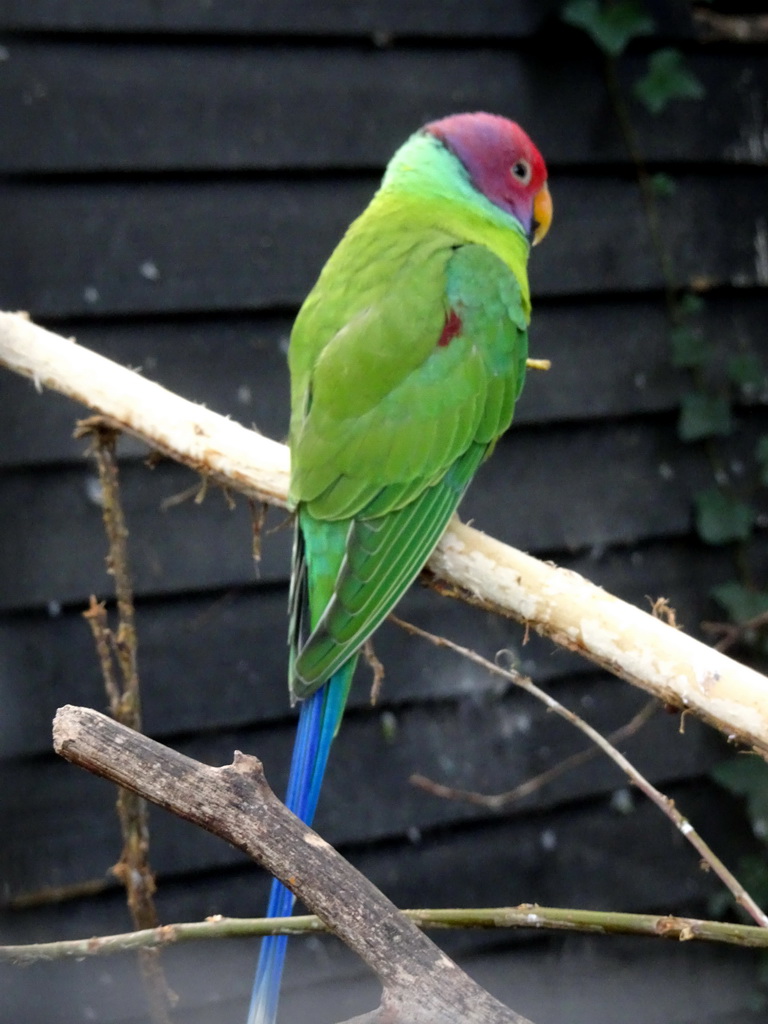 Plum-headed Parakeet at the Asia area at the Diergaarde Blijdorp zoo