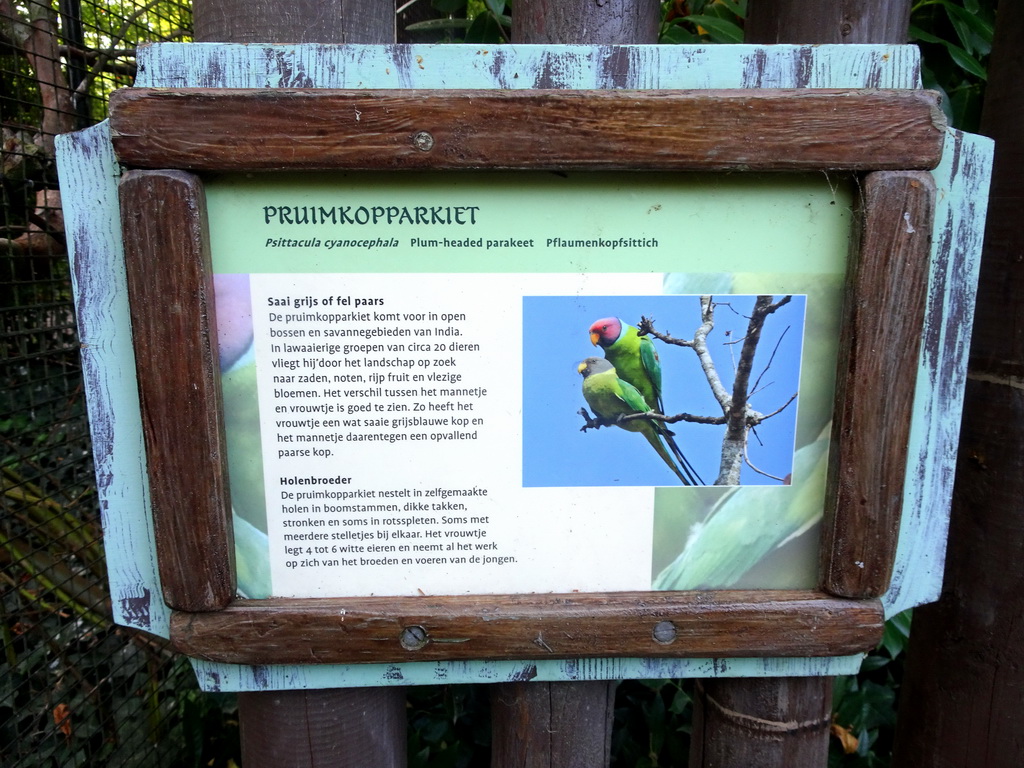 Explanation on the Plum-headed Parakeet at the Asia area at the Diergaarde Blijdorp zoo