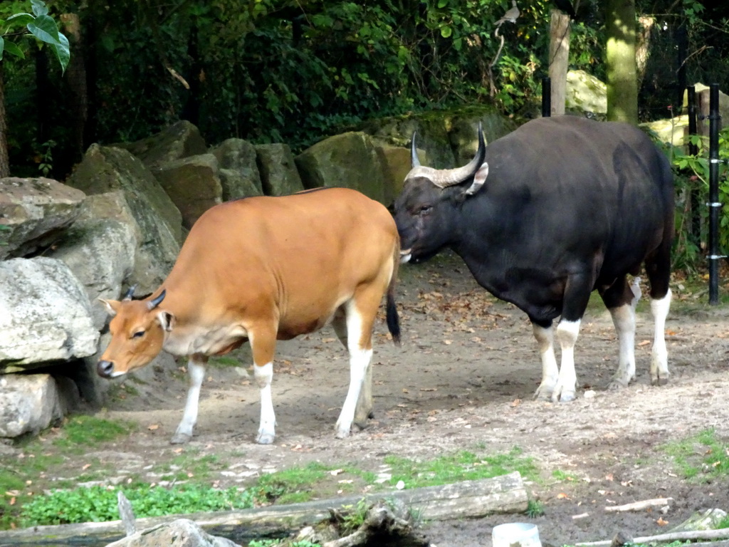 Bantengs at the Asia area at the Diergaarde Blijdorp zoo