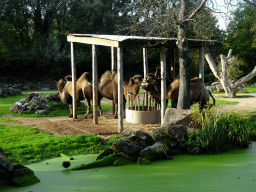 Bactrian Camels at the Asia area at the Diergaarde Blijdorp zoo