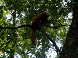 Red Panda at the Asia area at the Diergaarde Blijdorp zoo