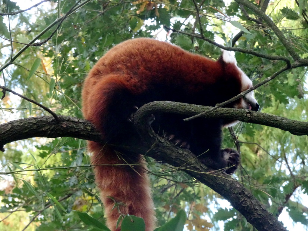 Red Panda at the Asia area at the Diergaarde Blijdorp zoo