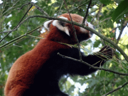 Red Panda at the Asia area at the Diergaarde Blijdorp zoo