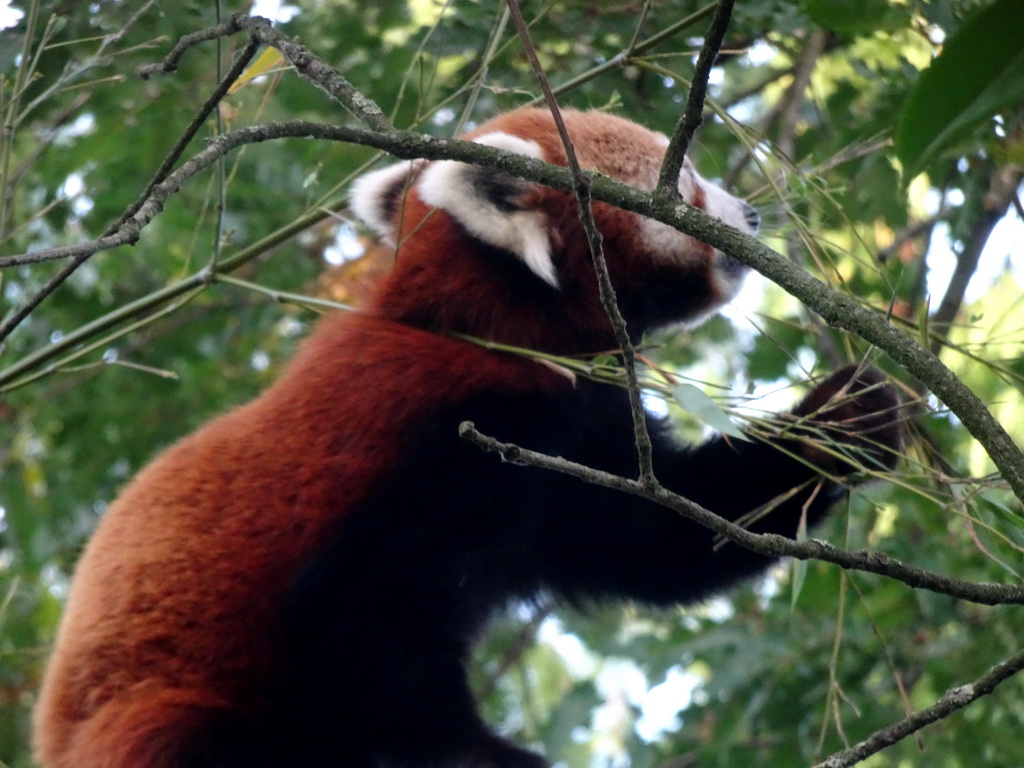 Red Panda at the Asia area at the Diergaarde Blijdorp zoo