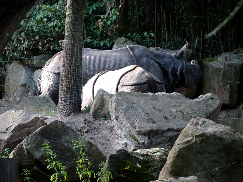 Great Indian Rhinoceroses at the Asia area at the Diergaarde Blijdorp zoo