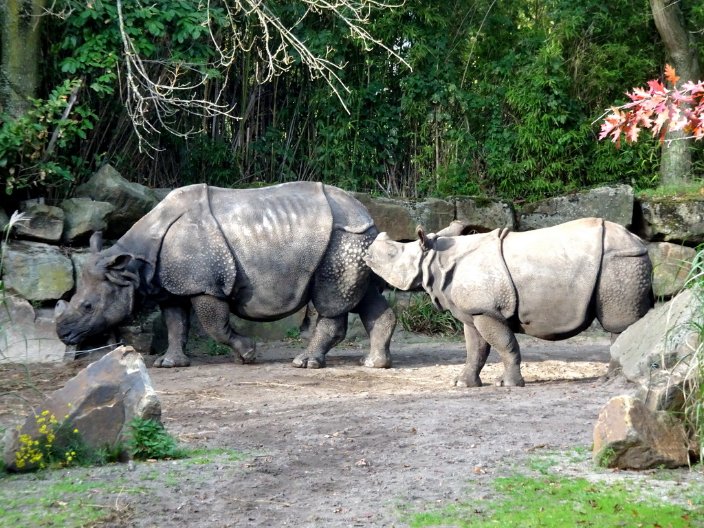 Great Indian Rhinoceroses at the Asia area at the Diergaarde Blijdorp zoo