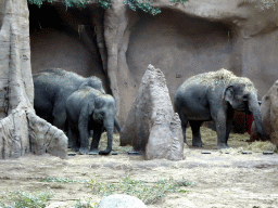 Indian Elephants at the Taman Indah building at the Asia area at the Diergaarde Blijdorp zoo