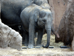 Young Indian Elephant at the Taman Indah building at the Asia area at the Diergaarde Blijdorp zoo