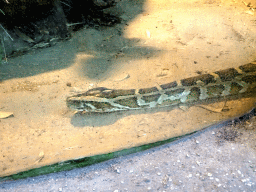 Indian Python at the Taman Indah building at the Asia area at the Diergaarde Blijdorp zoo