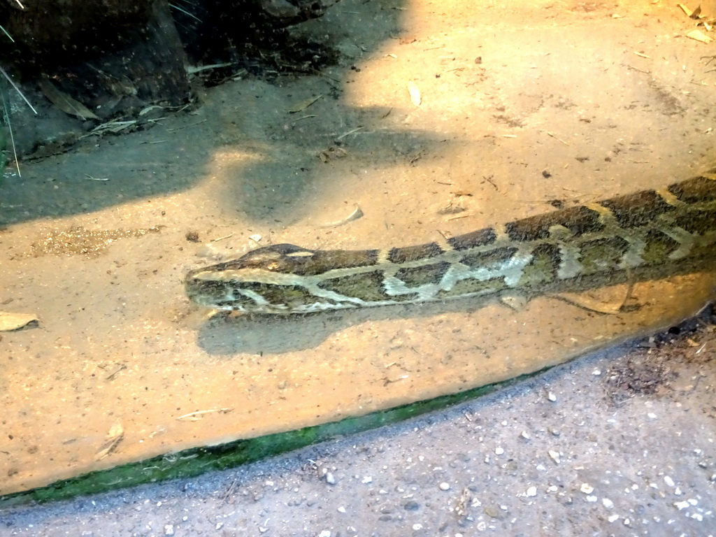 Indian Python at the Taman Indah building at the Asia area at the Diergaarde Blijdorp zoo