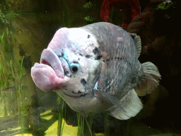 Fish at the Taman Indah building at the Asia area at the Diergaarde Blijdorp zoo