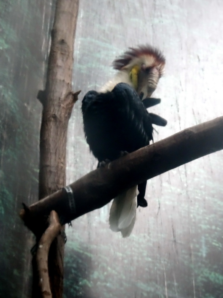 Wreathed Hornbill at the Taman Indah building at the Asia area at the Diergaarde Blijdorp zoo