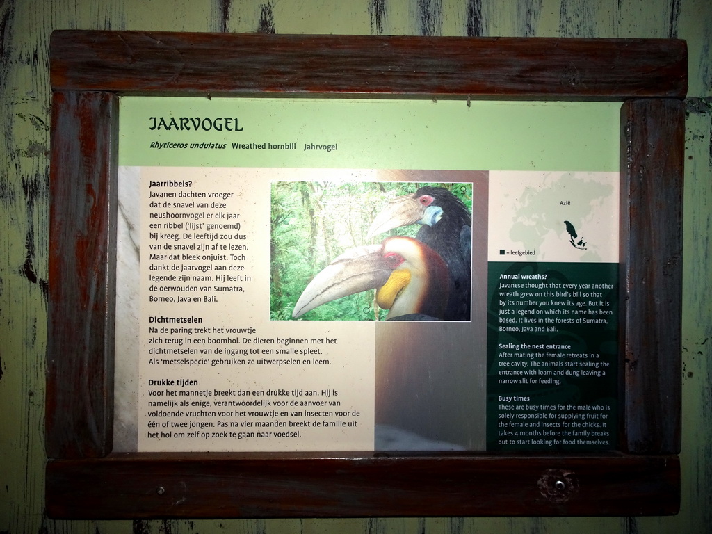 Explanation on the Wreathed Hornbill at the Taman Indah building at the Asia area at the Diergaarde Blijdorp zoo