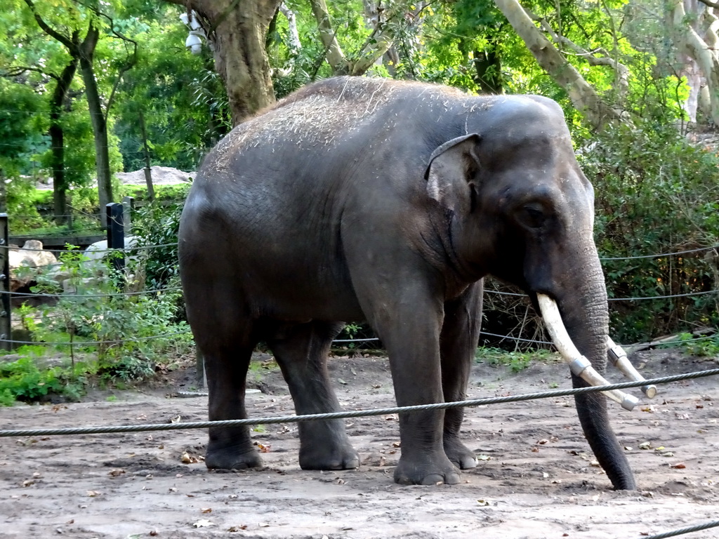 Indian Elephant at the Asia area at the Diergaarde Blijdorp zoo