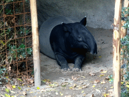 Malayan Tapir at the Asia area at the Diergaarde Blijdorp zoo