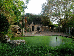 Indian Elephant at the Asia area at the Diergaarde Blijdorp zoo