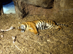 Sumatran Tiger at the Asia area at the Diergaarde Blijdorp zoo