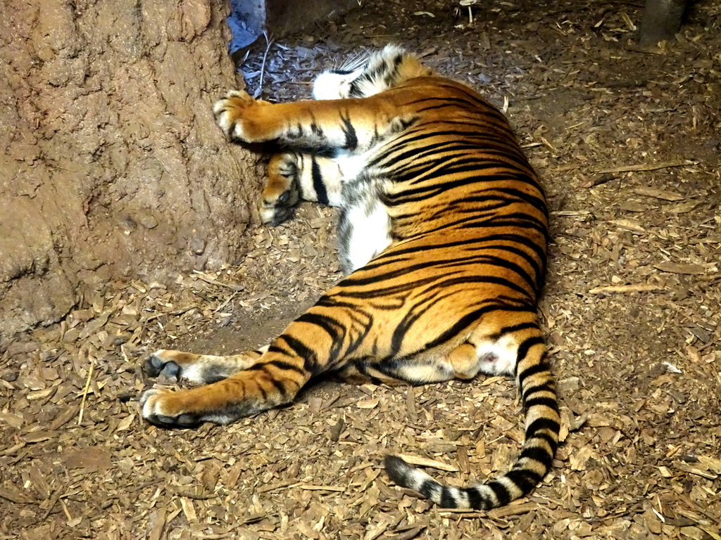 Sumatran Tiger at the Asia area at the Diergaarde Blijdorp zoo