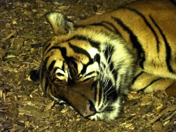 Sumatran Tiger at the Asia area at the Diergaarde Blijdorp zoo