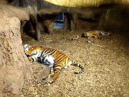 Sumatran Tigers at the Asia area at the Diergaarde Blijdorp zoo