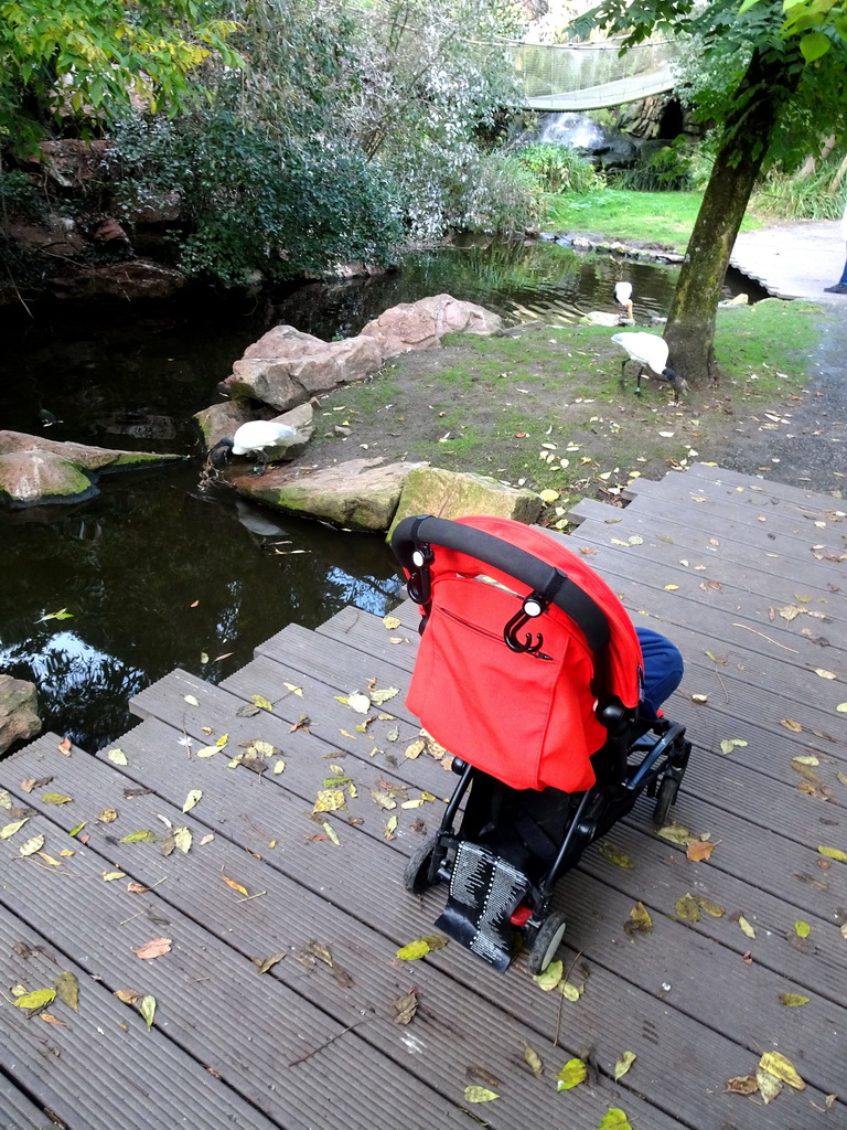 Max and birds at the Burung Asia section at the Asia area at the Diergaarde Blijdorp zoo