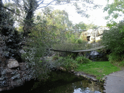 Waterfall and suspension bridge at the Burung Asia section at the Asia area at the Diergaarde Blijdorp zoo