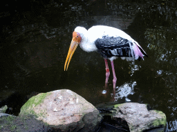 Milky Stork at the Burung Asia section at the Asia area at the Diergaarde Blijdorp zoo