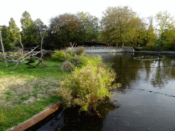 Island with Ring-tailed Lemurs at the Africa area at the Diergaarde Blijdorp zoo