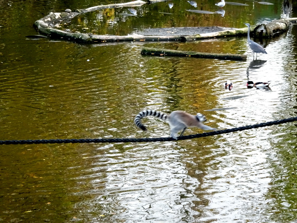 Ring-tailed Lemur at the Africa area at the Diergaarde Blijdorp zoo