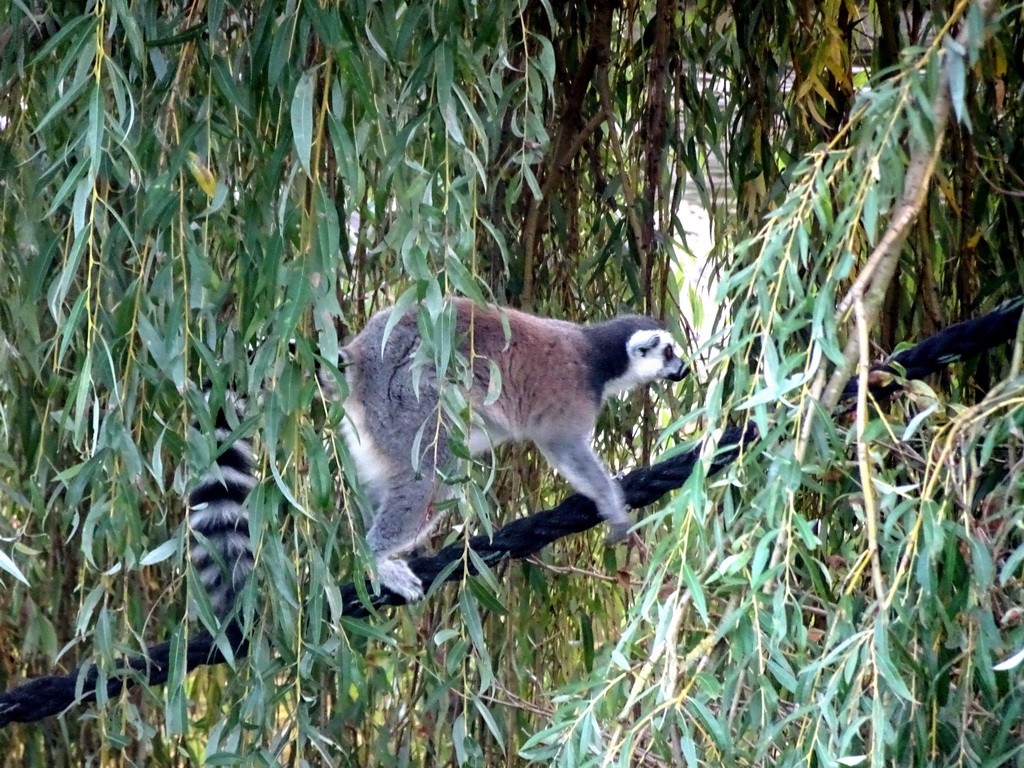 Ring-tailed Lemur at the Africa area at the Diergaarde Blijdorp zoo