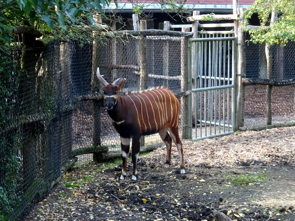 Bongo at the Africa area at the Diergaarde Blijdorp zoo