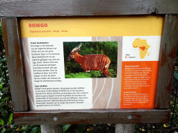 Explanation on the Bongo at the Africa area at the Diergaarde Blijdorp zoo