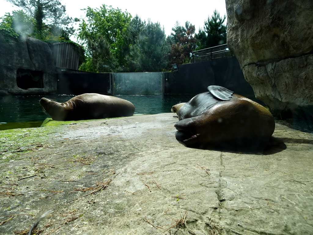 California Sea Lions at the Oceanium at the Diergaarde Blijdorp zoo