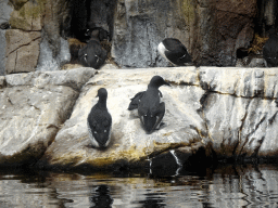 Common Murres at the Bass Rock section at the Oceanium at the Diergaarde Blijdorp zoo