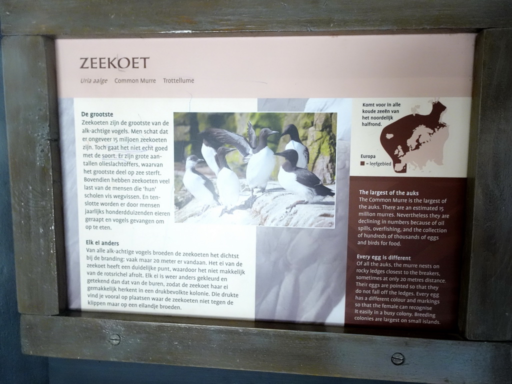 Explanation on the Common Murre at the Bass Rock section at the Oceanium at the Diergaarde Blijdorp zoo