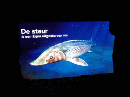 Image of a Sturgeon at the Oceanium at the Diergaarde Blijdorp zoo