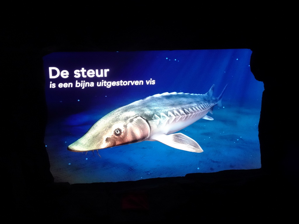 Image of a Sturgeon at the Oceanium at the Diergaarde Blijdorp zoo