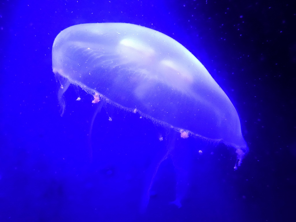 Jellyfish at the Oceanium at the Diergaarde Blijdorp zoo