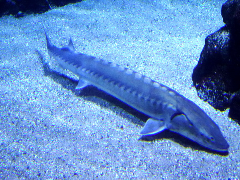 Sturgeon at the Oceanium at the Diergaarde Blijdorp zoo