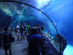 Shark Tunnel at the Oceanium at the Diergaarde Blijdorp zoo