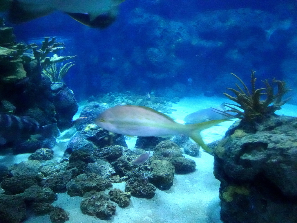 Fish at the Shark Tunnel at the Oceanium at the Diergaarde Blijdorp zoo