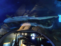 Sharks at the Shark Tunnel at the Oceanium at the Diergaarde Blijdorp zoo